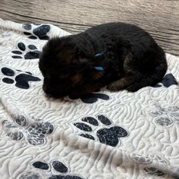 Hami dark blue - Black and red male German Shepherd puppy in Herrick, South Dakota from Dakota Shepherds Kennels