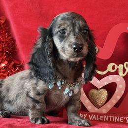 Tanner - Black male Dachshund puppy in Lincoln, Arkansas from Red Dirt Dachshunds