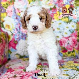 Pearl - female Bernedoodle puppy in Clinton, Oklahoma from Golden Paws Fur Babies
