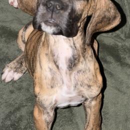 Lane - Brindle male Great Dane puppy in Gainesville, Georgia from DeBruce Danes