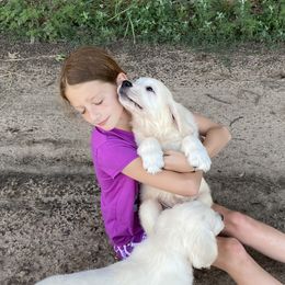 Boy 1 - Light golden Golden Retriever puppy in Allendale, Michigan from Teresa Stevens
