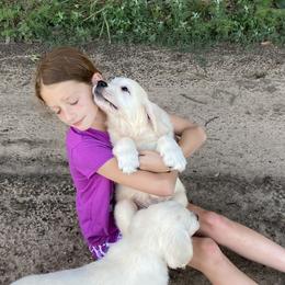 Boy 1 - Light golden Golden Retriever puppy in Allendale, Michigan from Teresa Stevens