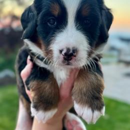 Bernese Mountain Dog Puppies from Cocos Puppy Tales