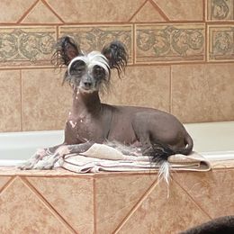 DejaVu - Chinese Crested