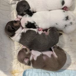 Chihuahua Puppies from Dauntless Chihuahuas