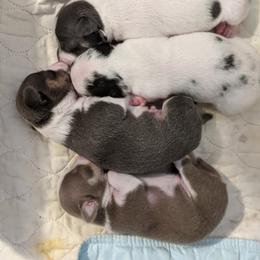 Chihuahua Puppies from Dauntless Chihuahuas