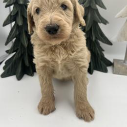 Richard Gilmore - Cream male Goldendoodle puppy in Alton, Missouri from Roberts Farm Doodles