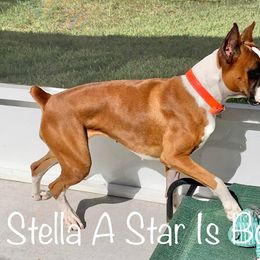 Boxer Puppies from Starlight Boxer Corner