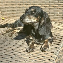 Eden - 2800 - Black and cream female Dachshund puppy in Biloxi, Mississippi from Southern Doxies