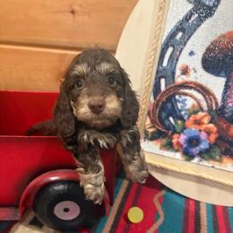 Silky chocolate and cream - Chocolate and cream male Dachshund puppy in Pleasant Plains, Arkansas from JGBs Dachshunds