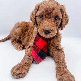 Miso - Red  male Goldendoodle puppy in Mecklenburg County, North Carolina from Rustic Road Doodles