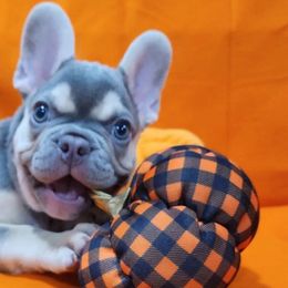 French Bulldogs from Santa's Finest Frenchies