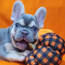 French Bulldogs from Santa's Finest Frenchies