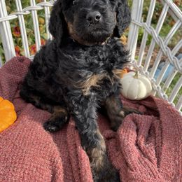 Poodle Puppies from Wilks Pups