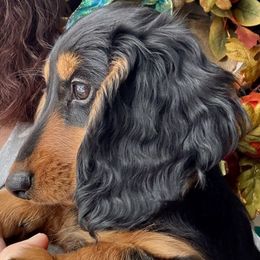 Girl 2 - Dachshund puppy from Sarou's Miniature Dachshunds