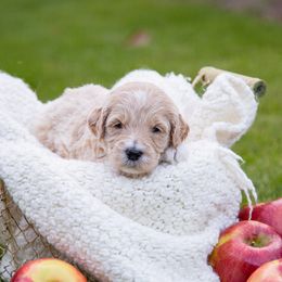 Goldendoodle Puppies from Ellie's Goldendoodles