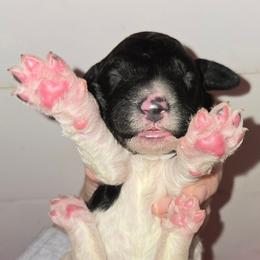 Boy 4 - Black and white male Bernedoodle puppy in Mckenzie, Tennessee from Small Town Doodles & Poodles