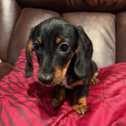 Dachshund puppies from Lashunds Miniature Dachshunds