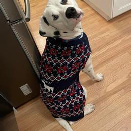 Dalmatian All Grown Up from Gateway Farm Dalmatians