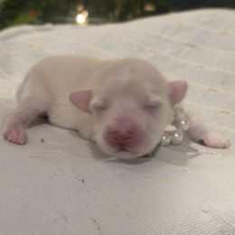 Girl 4 red - Wheaten female Miniature Schnauzer puppy in Sacramento, California from T & A Cali Schnauzer