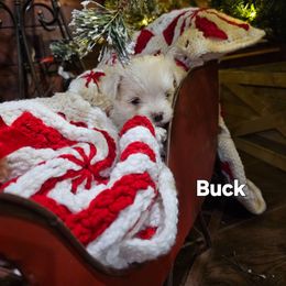 Buck - White male Maltese puppy in Terrell, Texas from PBJ Farms