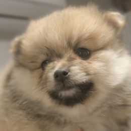 Pomeranian Puppies from KB Pom Pups
