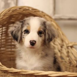 Australian Shepherds from Doodle Nomies