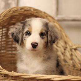 Australian Shepherds from Doodle Nomies