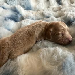 Michael - Red male Dachshund puppy in Quemado, New Mexico from TNT Dachshunds