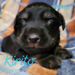 Kirito - Black tri-color male Australian Shepherd puppy in Fort Cobb, Oklahoma from White Run Ranch