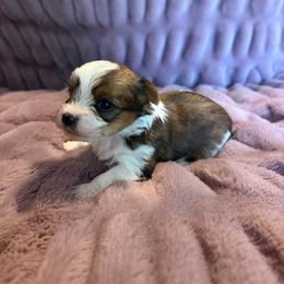 Boy 2 - Parti male Yorkshire Terrier puppy in Paris, Texas from Paris Parti Yorkies