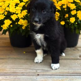 Australian Shepherd Puppies from Southern Tribute Farms
