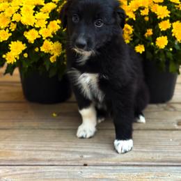 Australian Shepherd Puppies from Southern Tribute Farms