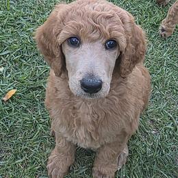 Caroline - Red  female Poodle puppy in Fairfield, California from Choice Red Standards
