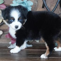 Black Tri - Black tri male Miniature Australian Shepherd puppy in Lawton, Oklahoma from Lindsey’s Aussies