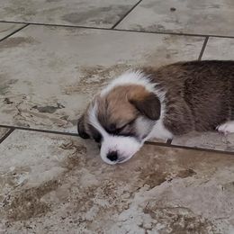Pembroke Welsh Corgi Puppies from Cynnor's Corgis