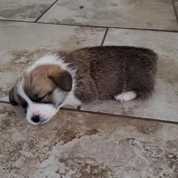 Pembroke Welsh Corgi Puppies from Cynnor's Corgis