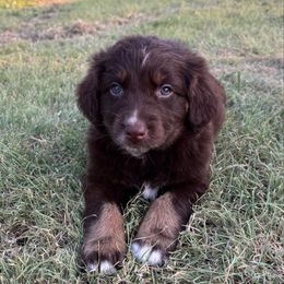 Jacob - Red tri-color male Australian Shepherd puppy in Amarillo, Texas from 6J Aussies Australian Shepherds