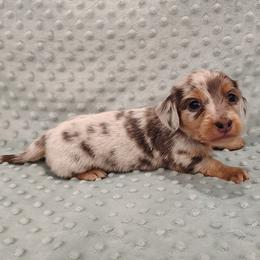 Puppy 5 - Blue and tan male Dachshund puppy in Krum, Texas from Dots N Spots Dachshunds