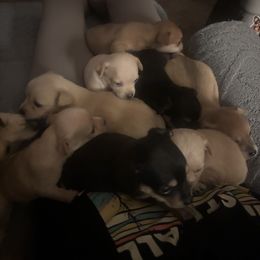 Chihuahua Puppies from Van Ausdoll Kennels