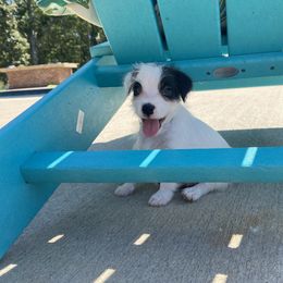 Parson Russell Terrier Puppies from Deep Creek Welsh Farm