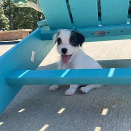 Parson Russell Terrier Puppies from Deep Creek Welsh Farm