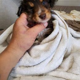 Red (collar color) - Red tri-color male Miniature American Shepherd puppy in Centralia, Washington from Blackjack Mini Aussies