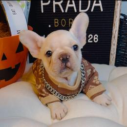 Prada - Cream female French Bulldog puppy in Athens, Georgia from Imperial Frenchies