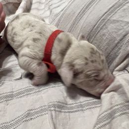 Girl 3 - Merle Great Dane puppy in Pennsylvania from Pocono Mountain Great Danes