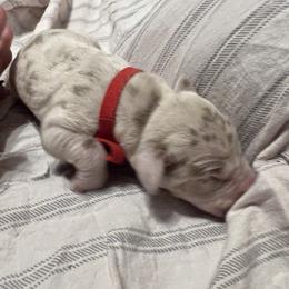 Girl 3 - Merle Great Dane puppy in Pennsylvania from Pocono Mountain Great Danes