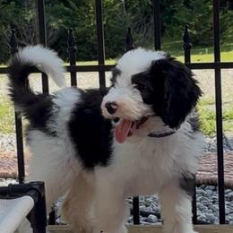 Candi - Black and white female Sheepadoodle puppy in Joelton, Tennessee from PC Pampered Parti's
