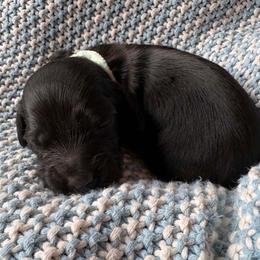 Maverick - Black male Dachshund puppy in Cottage Grove, Oregon from Freckled Roots Farm Dachshunds