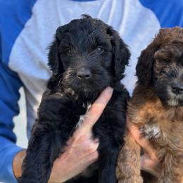 Goldendoodle Puppies from Wrigley's Doodles