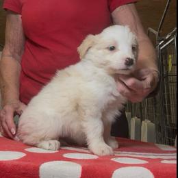 Girl 2 - Gold female Border Collie puppy in Farmersville, Texas from Omegamtn Border Collies